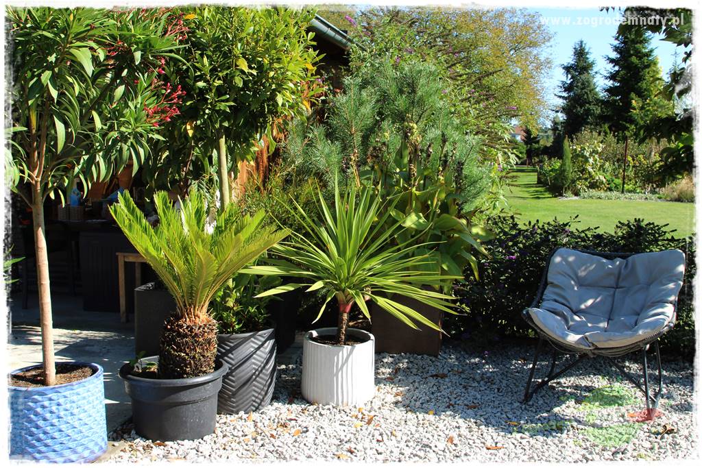 Egzotyczny ogród 420 Egzotyczny ogród 420