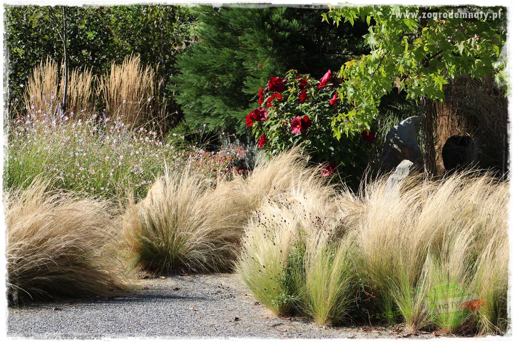 Egzotyczny ogród 424 Egzotyczny ogród 424