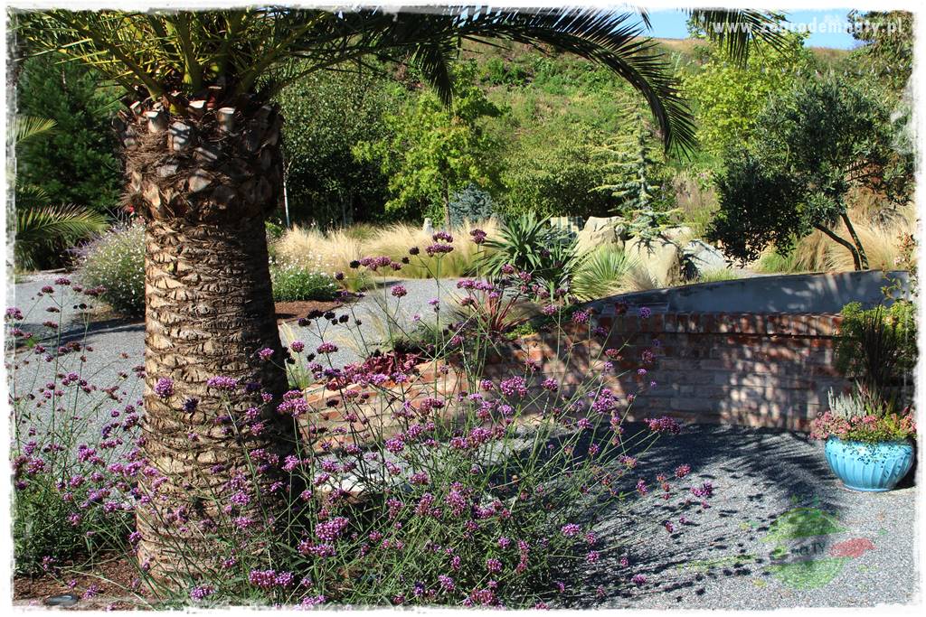 Egzotyczny ogród 432 Egzotyczny ogród 432