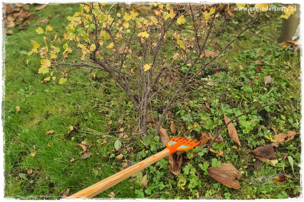 Jak sobie ułatwić grabienie liści 18 Jak sobie ułatwić grabienie liści 18