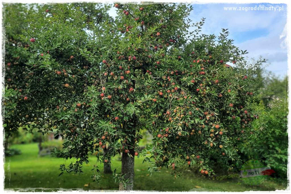 Jak sobie ułatwić grabienie liści 2 Jak sobie ułatwić grabienie liści 2