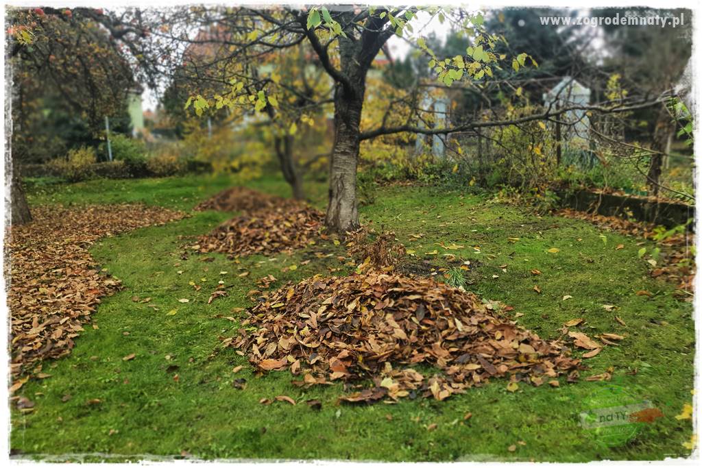 Jak sobie ułatwić grabienie liści 8