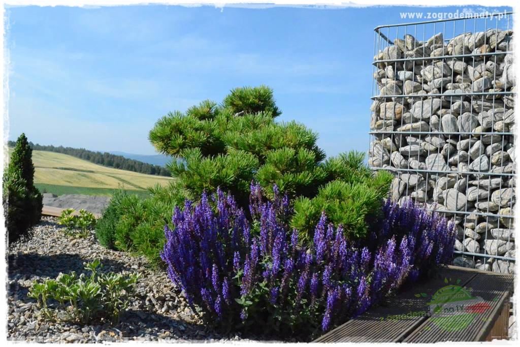 Jak wykorzystać gnejs w ogrodzie 30 Jak wykorzystać gnejs w ogrodzie 30