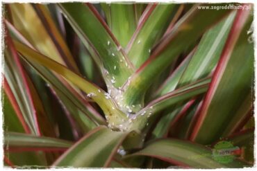 Jak zwalczyć mączliki 5