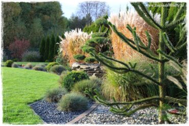 jak przezimować małpie drzewo 0