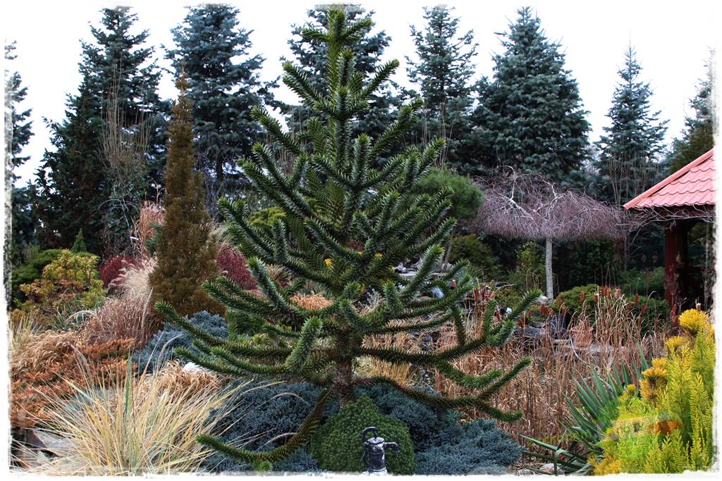 jak przezimować małpie drzewo 1