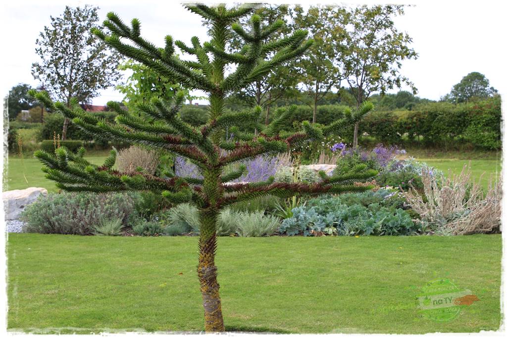 jak przezimować małpie drzewo 10