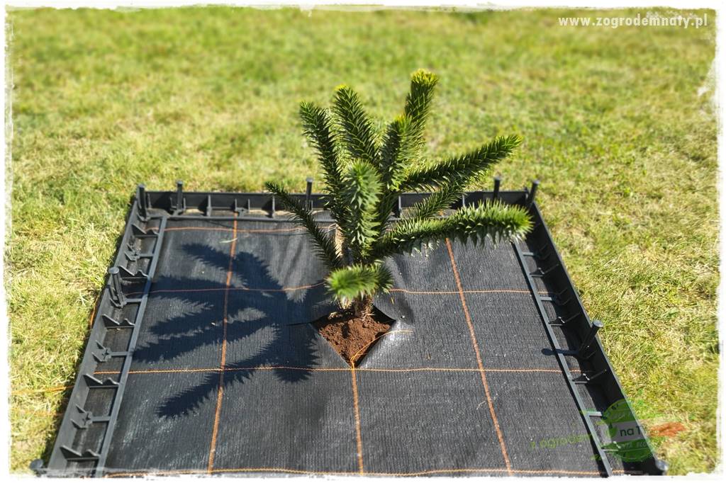 jak przezimować małpie drzewo 11