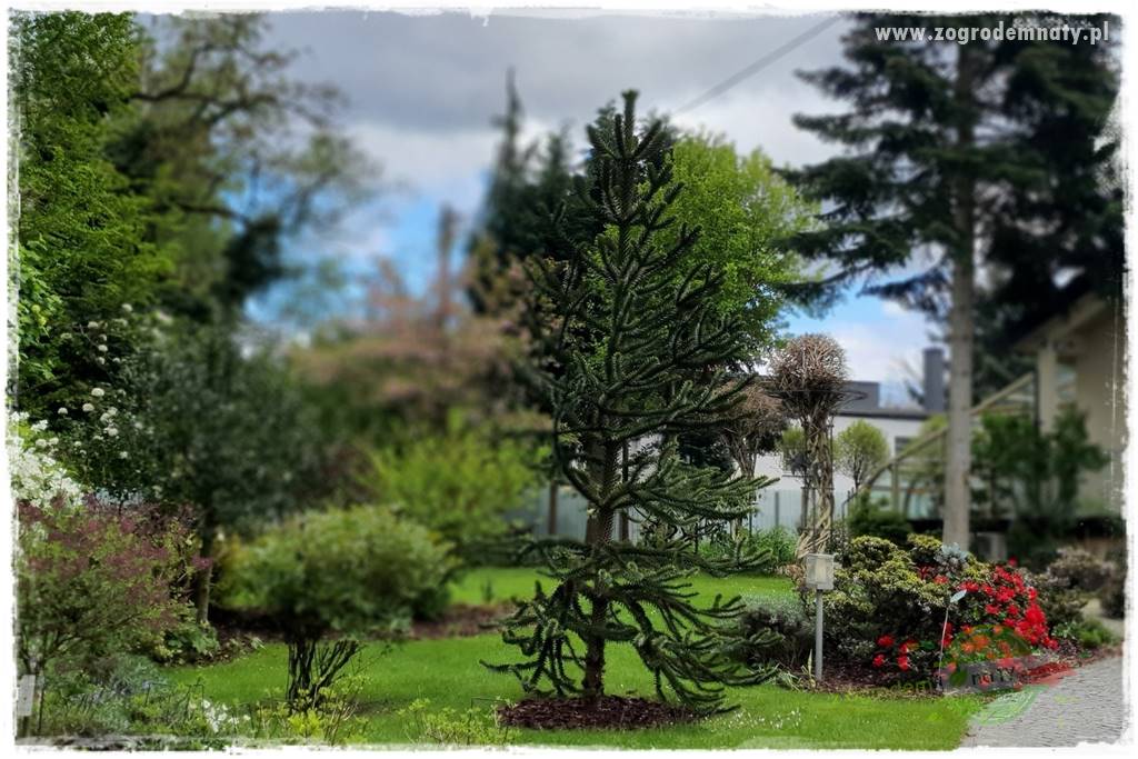 jak przezimować małpie drzewo 13