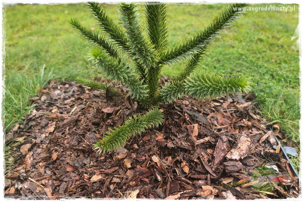 jak przezimować małpie drzewo 15