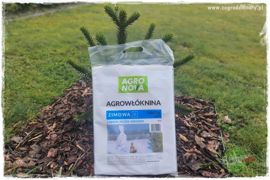 jak przezimować małpie drzewo 18 jak przezimować małpie drzewo 18