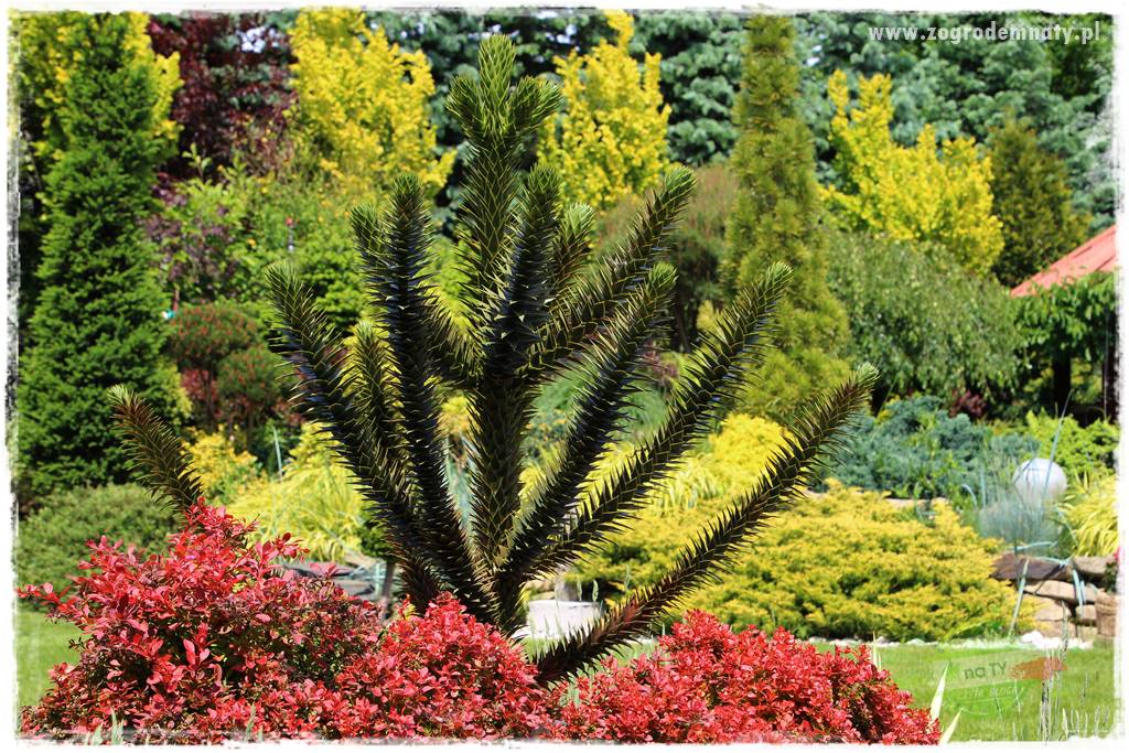 jak przezimować małpie drzewo 2