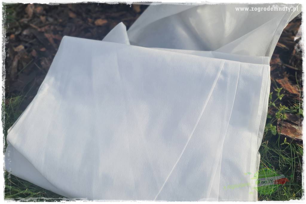 jak przezimować małpie drzewo 20