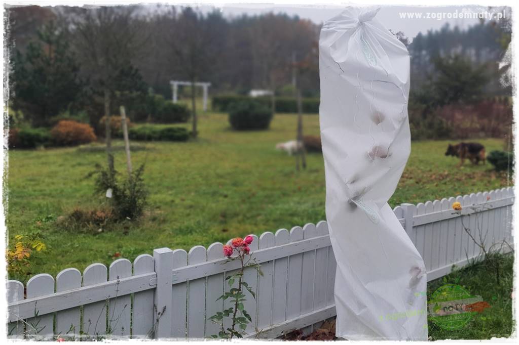 jak przezimować małpie drzewo 21