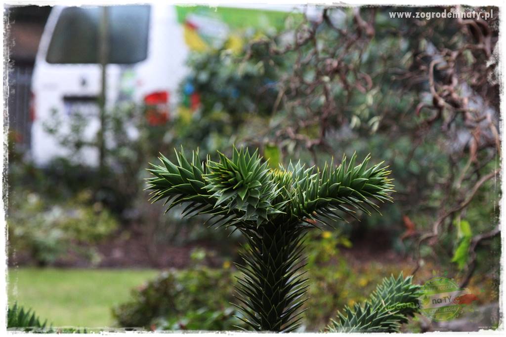 jak przezimować małpie drzewo 22 jak przezimować małpie drzewo 22