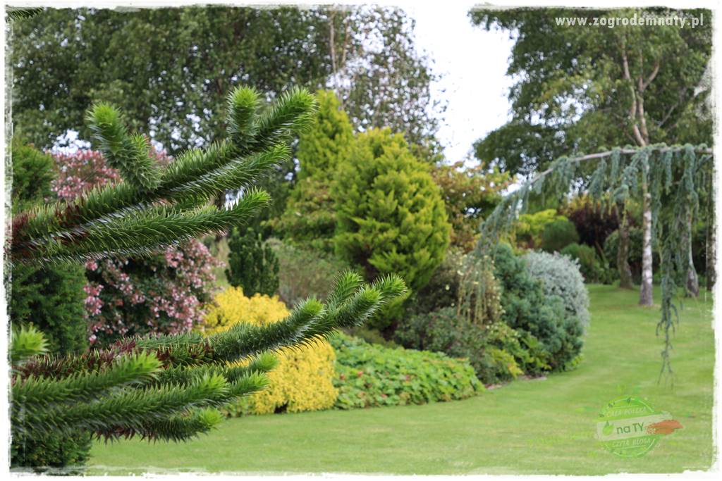 jak przezimować małpie drzewo 22a jak przezimować małpie drzewo 22a