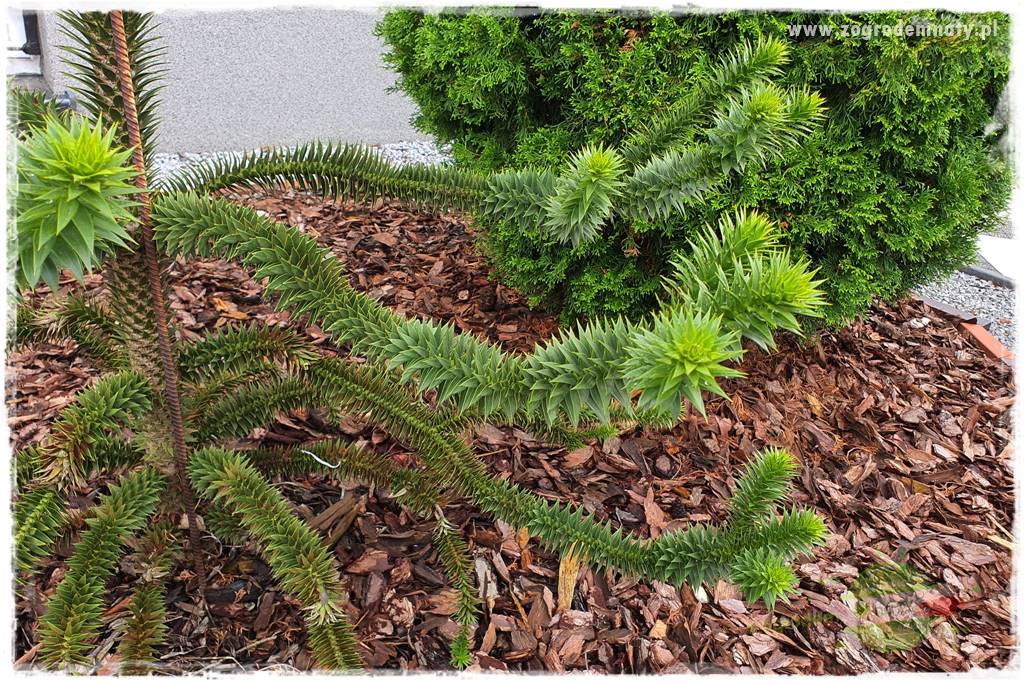 jak przezimować małpie drzewo 23 jak przezimować małpie drzewo 23