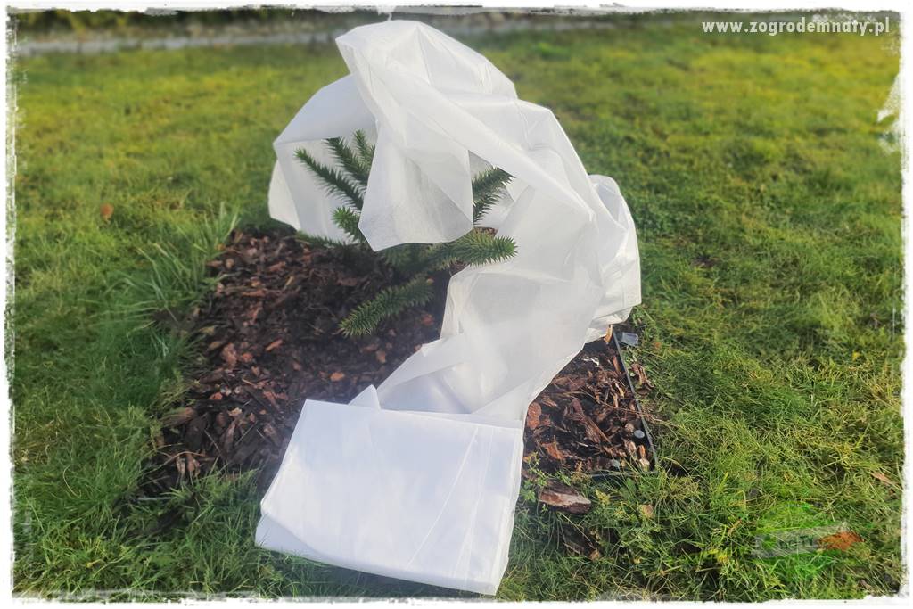 jak przezimować małpie drzewo 24 jak przezimować małpie drzewo 24