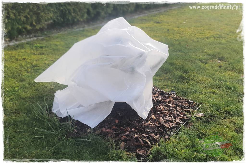 jak przezimować małpie drzewo 25 jak przezimować małpie drzewo 25