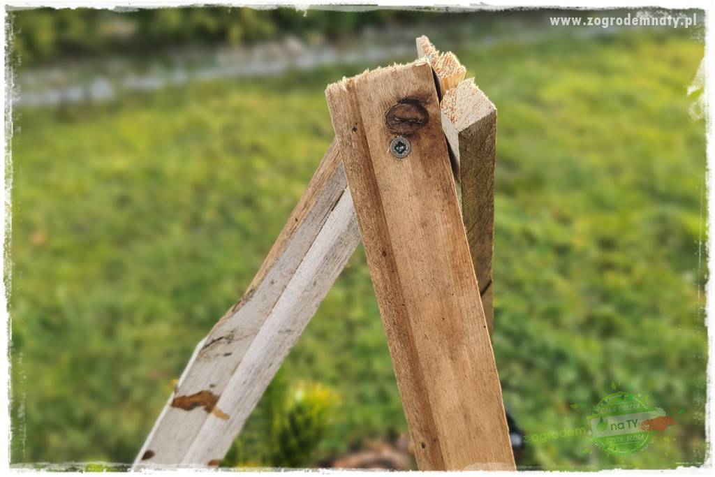 jak przezimować małpie drzewo 28 jak przezimować małpie drzewo 28