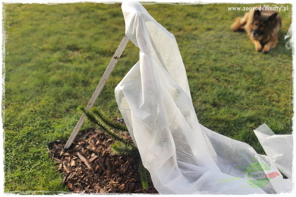 jak przezimować małpie drzewo 29 jak przezimować małpie drzewo 29