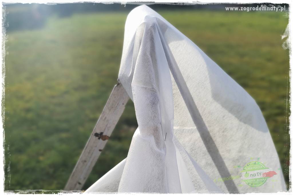 jak przezimować małpie drzewo 30 jak przezimować małpie drzewo 30