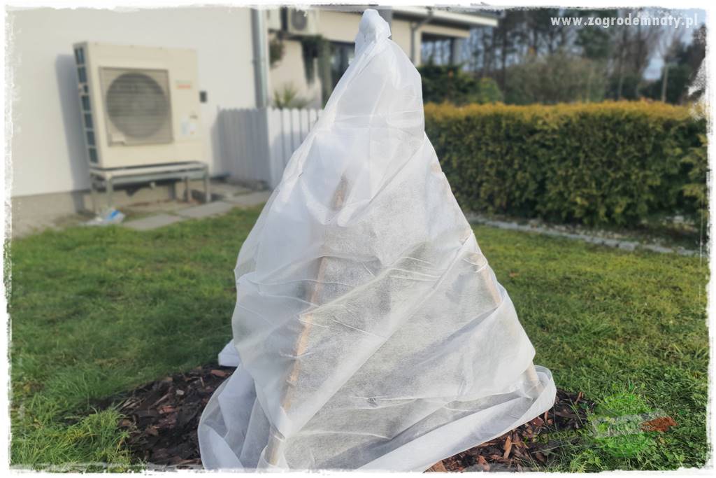 jak przezimować małpie drzewo 33