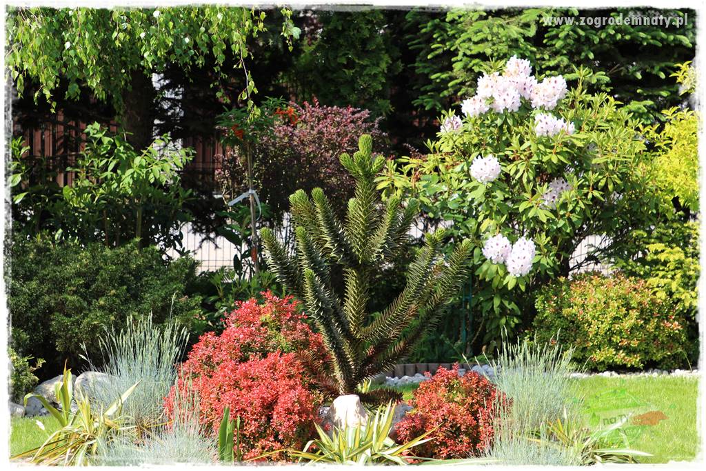 jak przezimować małpie drzewo 40a jak przezimować małpie drzewo 40a