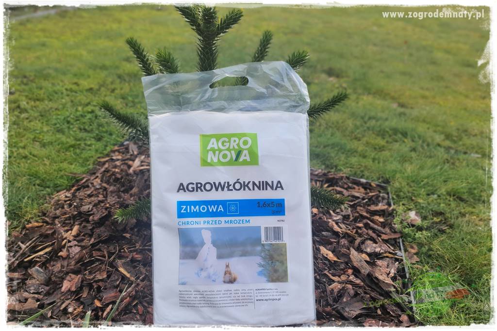 jak przezimować małpie drzewo 44