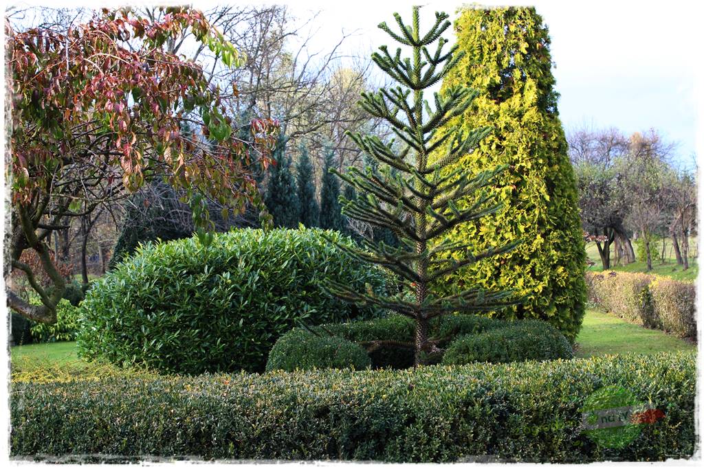 jak przezimować małpie drzewo 6