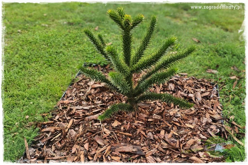 jak przezimować małpie drzewo 7