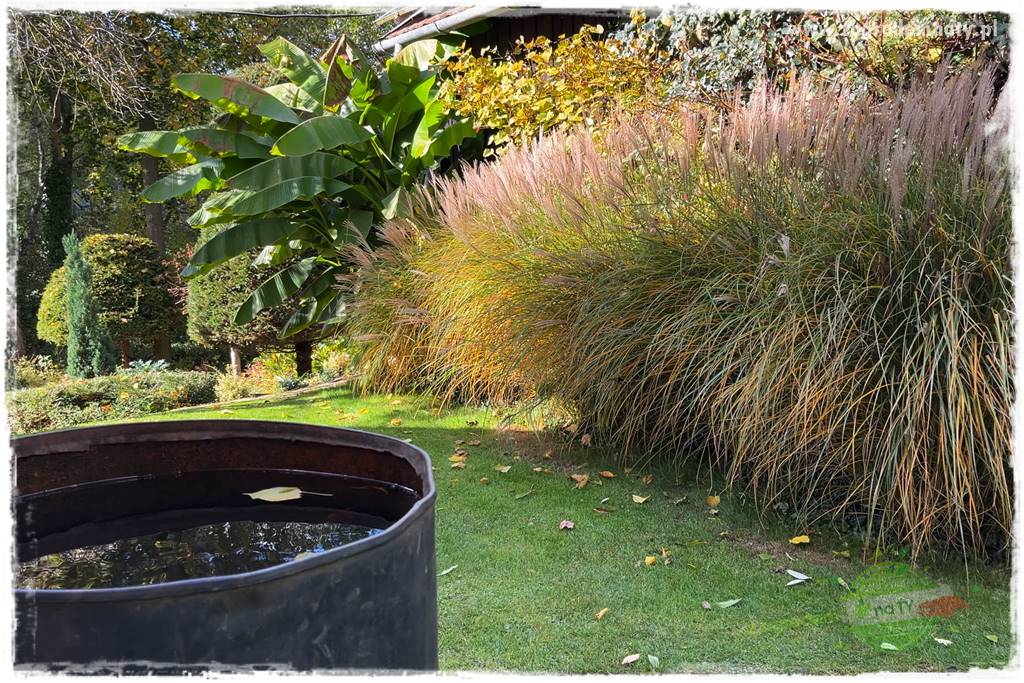 Ogrodowy zapał 205 Ogrodowy zapał 205