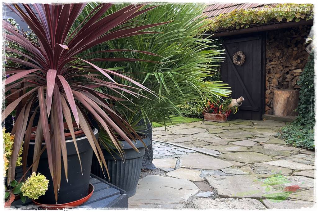 Ogrodowy zapał 24 Ogrodowy zapał 24