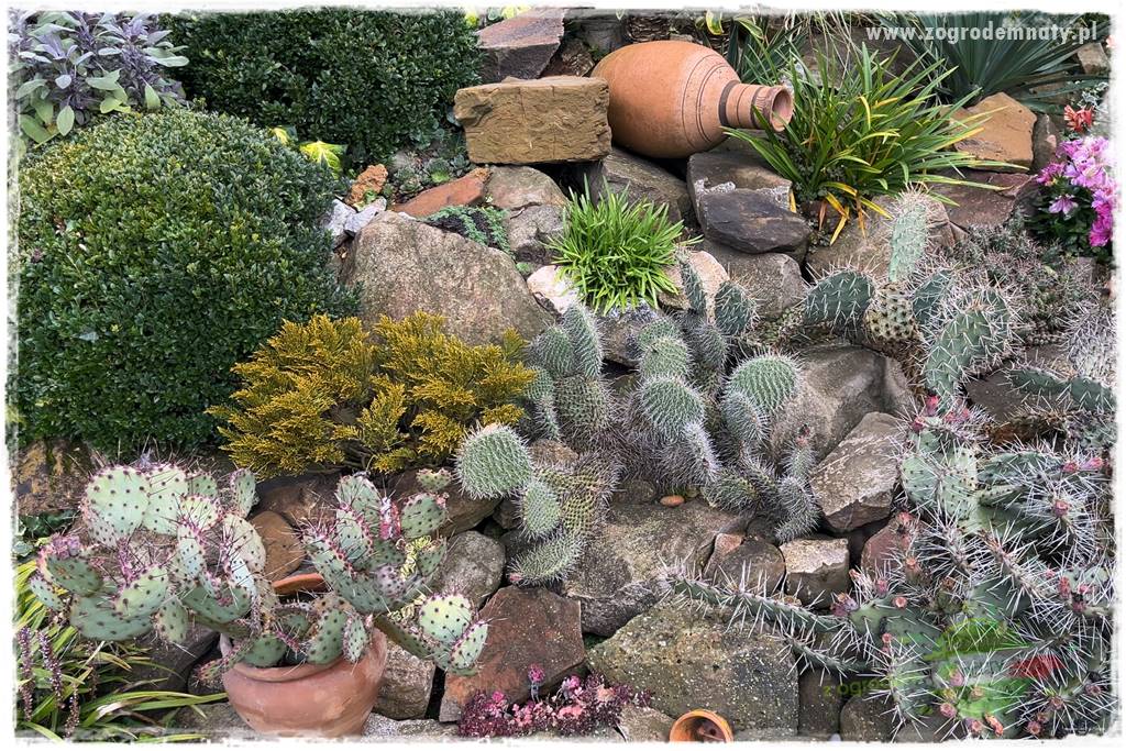 Ogrodowy zapał 403 Ogrodowy zapał 403