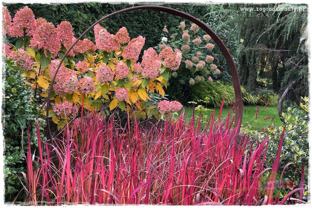 Ogrodowy zapał 409 Ogrodowy zapał 409