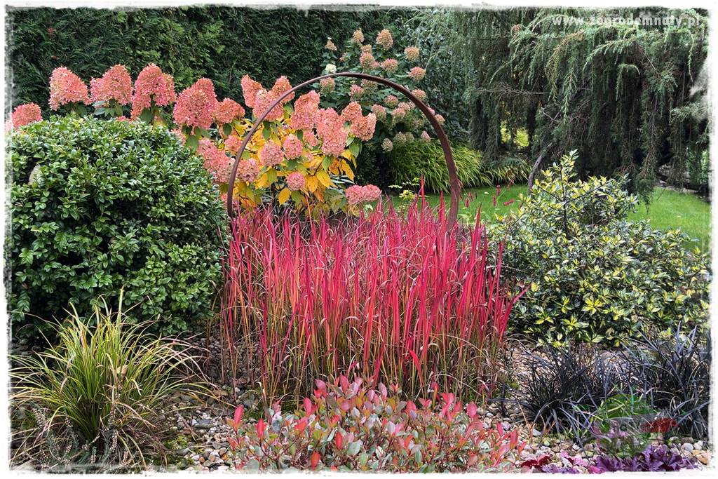 Ogrodowy zapał 41 Ogrodowy zapał 41