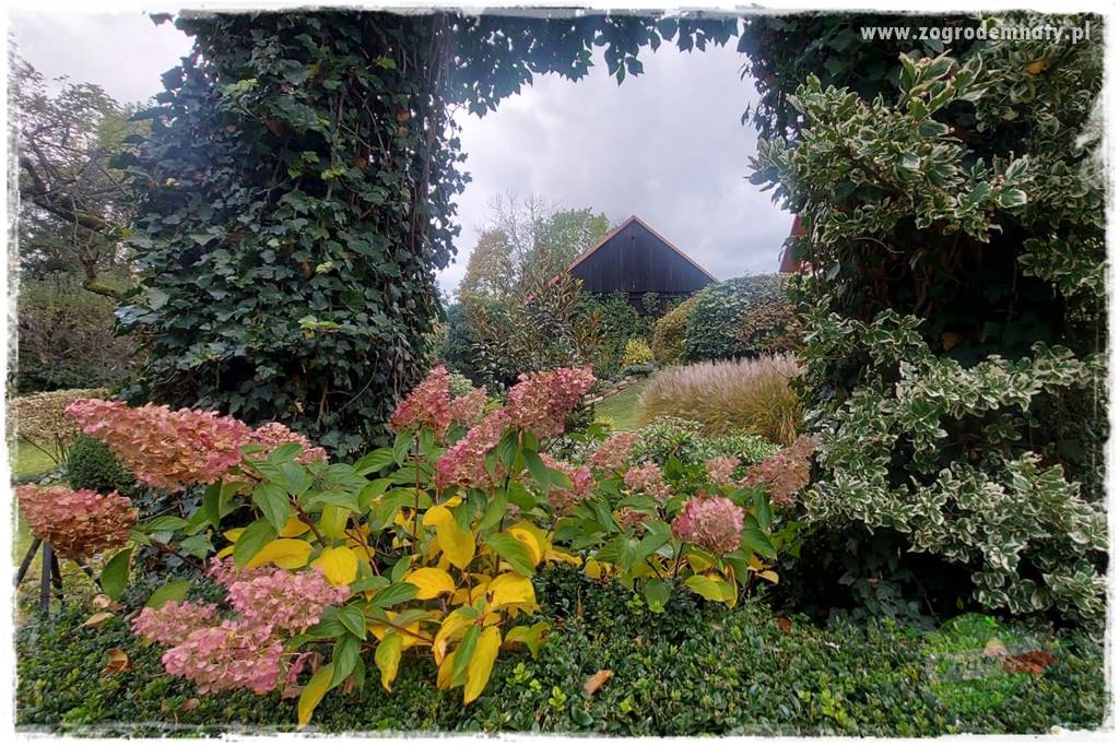 Ogrodowy zapał 416 Ogrodowy zapał 416