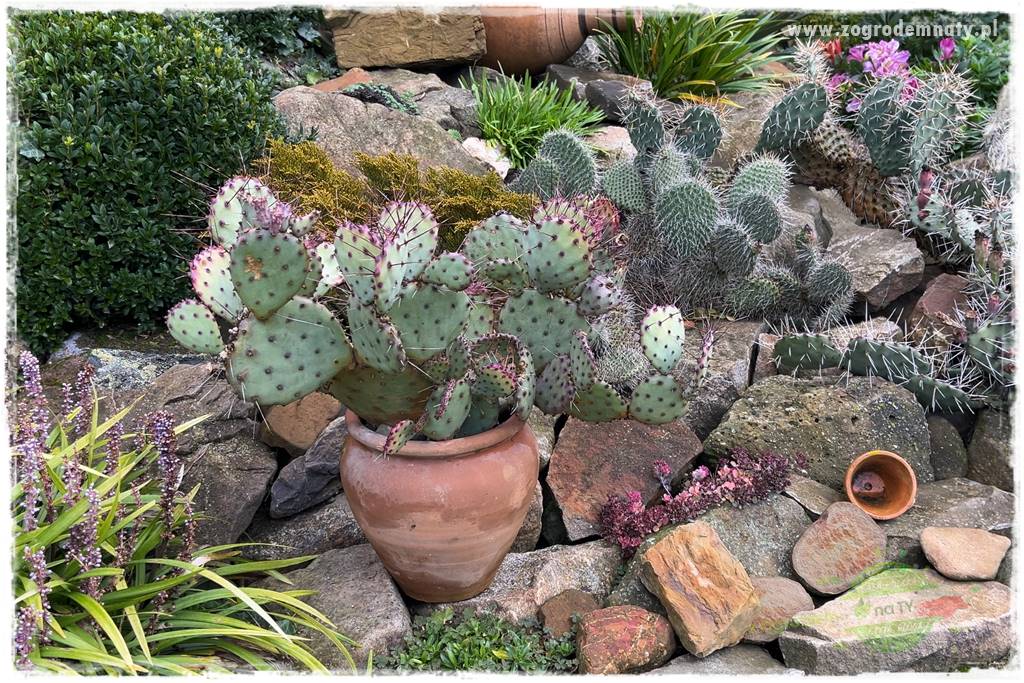 Ogrodowy zapał 417 Ogrodowy zapał 417