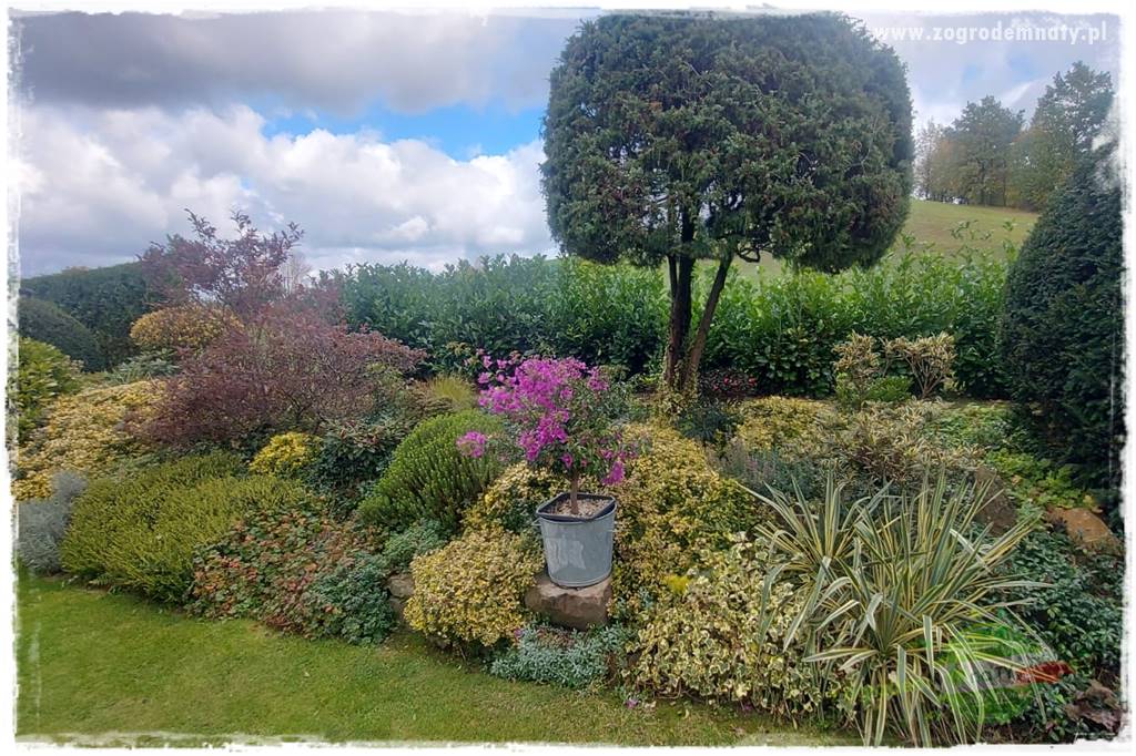 Ogrodowy zapał 423 Ogrodowy zapał 423