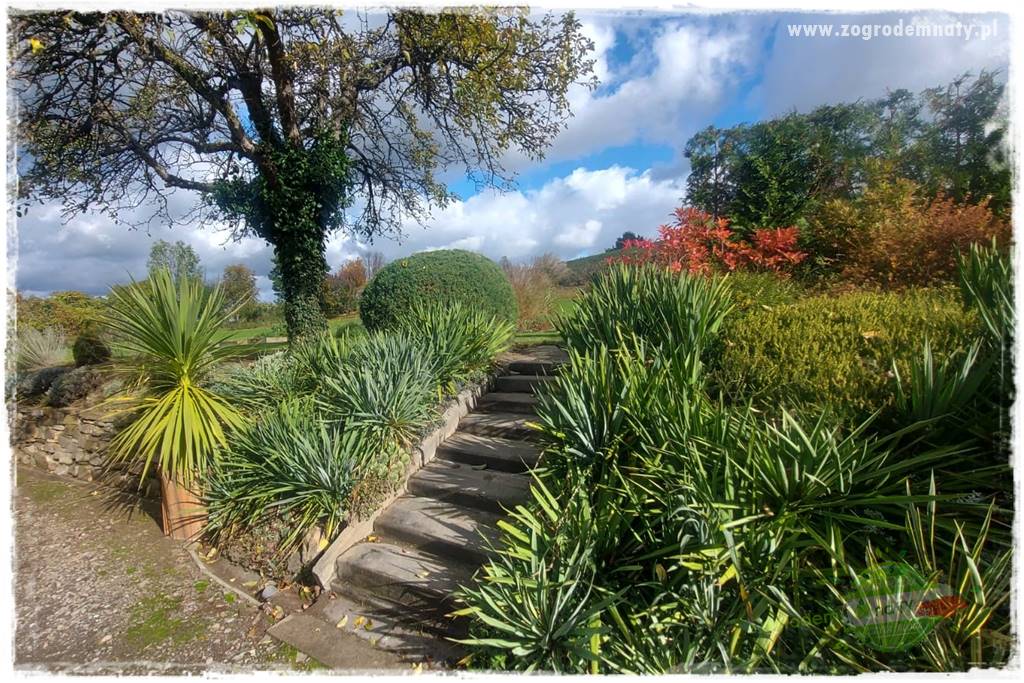 Ogrodowy zapał 425 Ogrodowy zapał 425