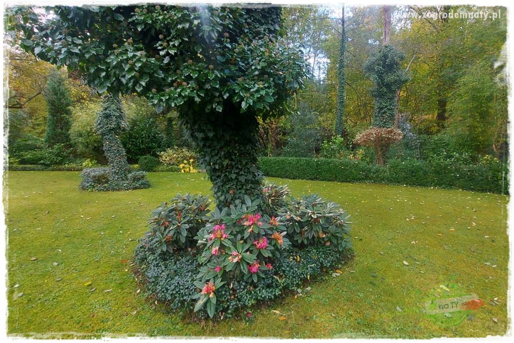 Ogrodowy zapał 429 Ogrodowy zapał 429