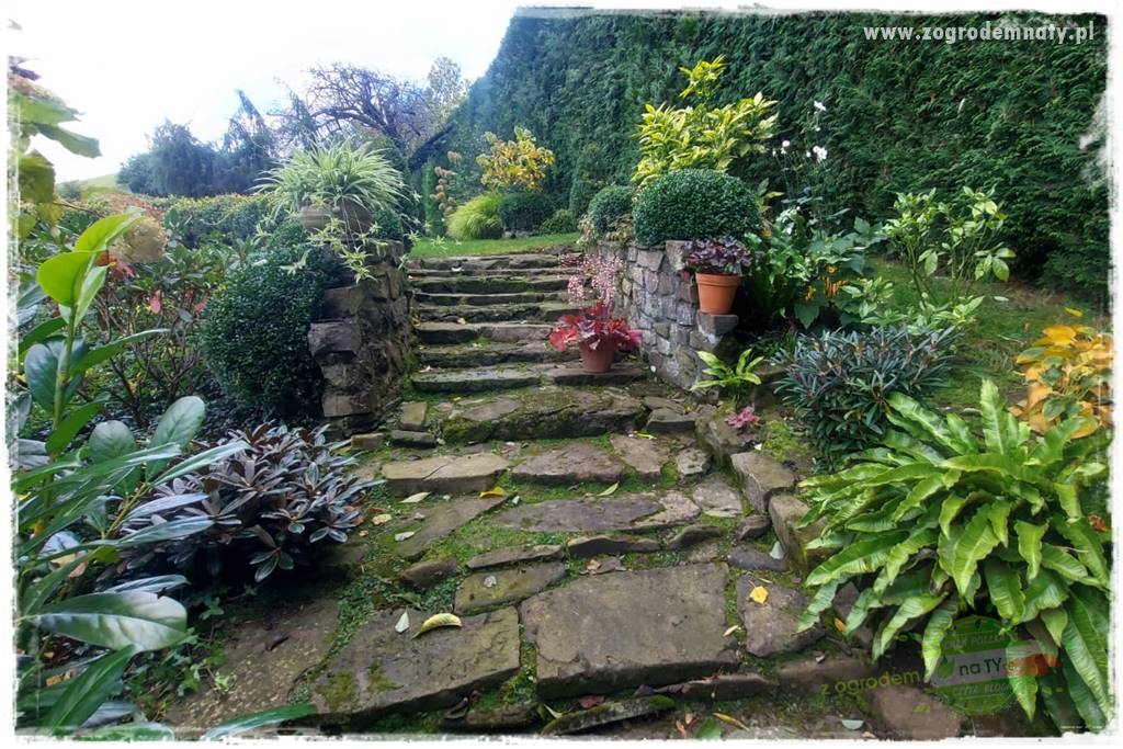 Ogrodowy zapał 43 Ogrodowy zapał 43