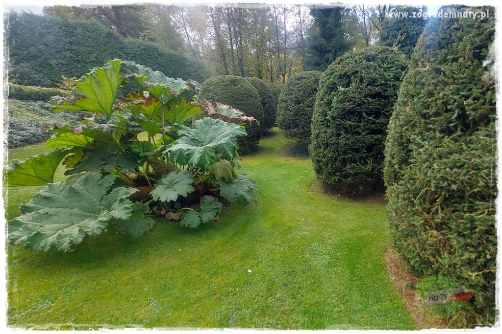 Ogrodowy zapał 431 Ogrodowy zapał 431