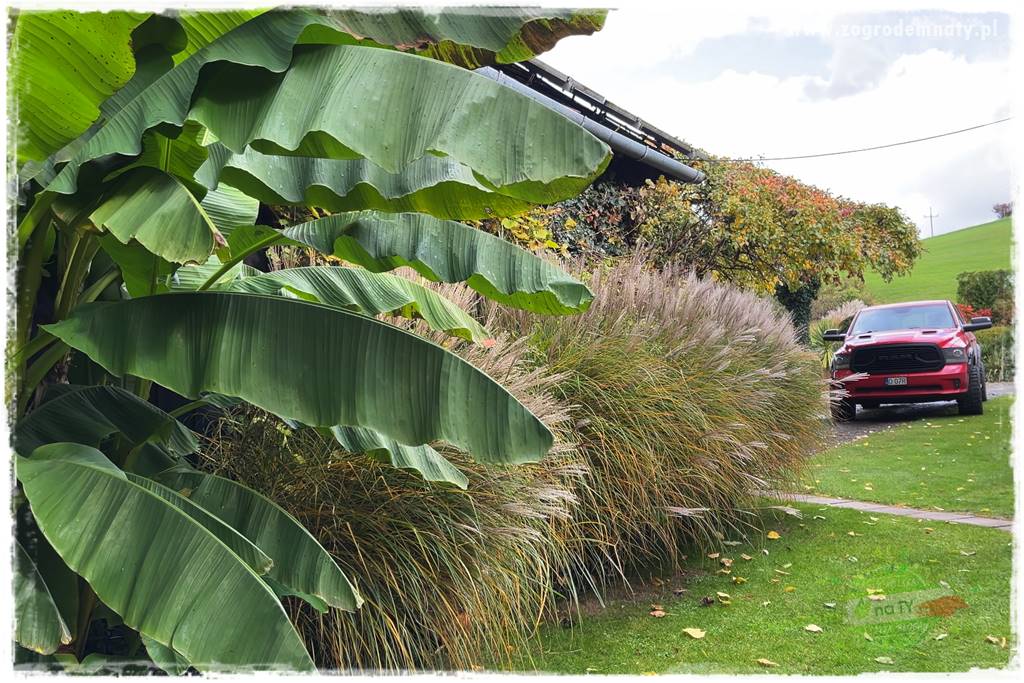 Ogrodowy zapał 48 Ogrodowy zapał 48