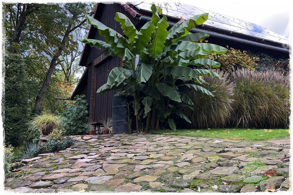 Ogrodowy zapał 8 Ogrodowy zapał 8