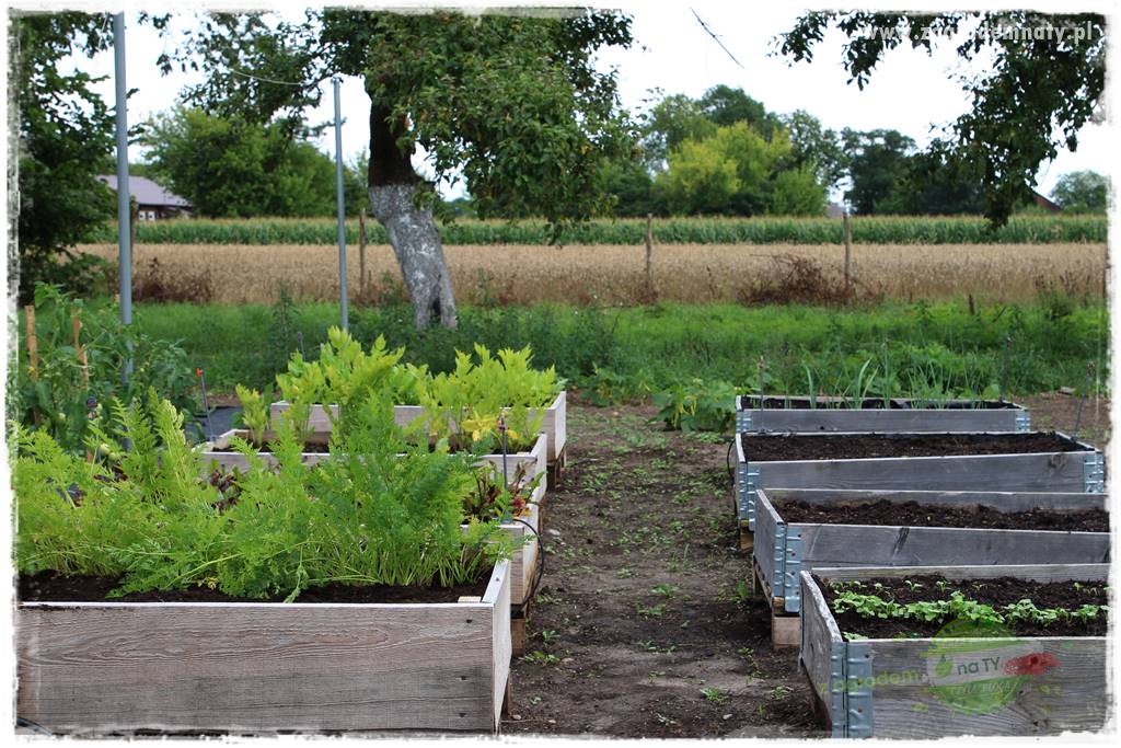 szklarnia w ogrodzie 1016