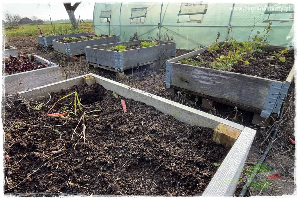 szklarnia w ogrodzie 103