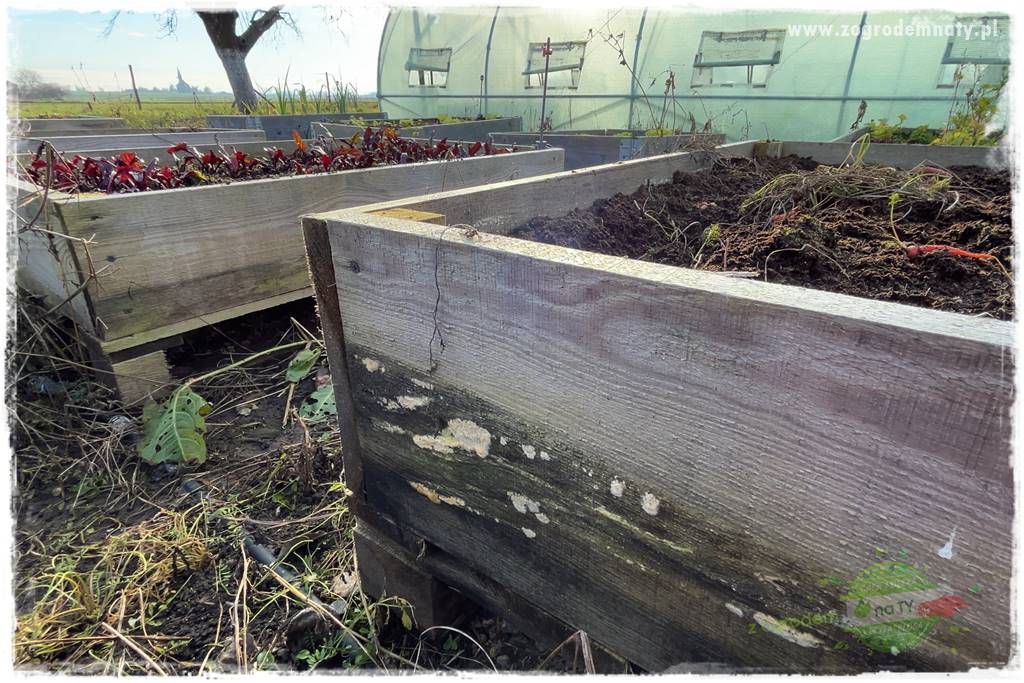 szklarnia w ogrodzie 110