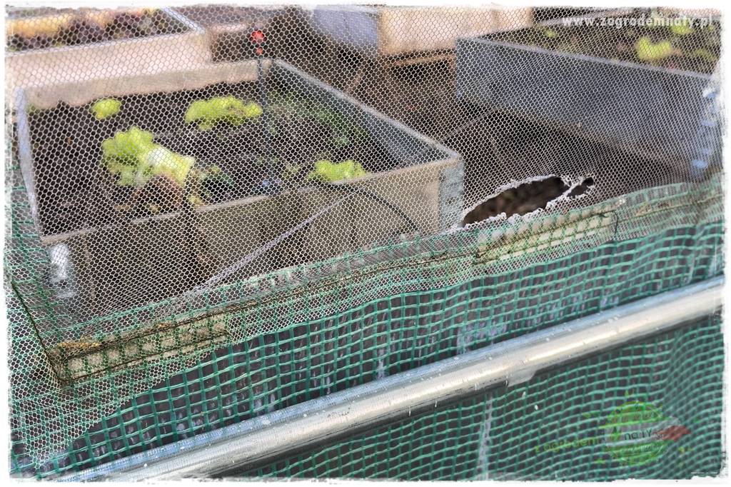 szklarnia w ogrodzie 111