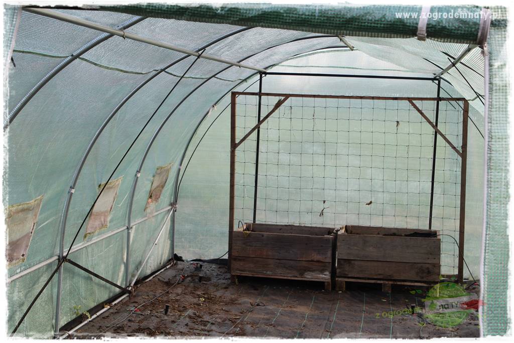 szklarnia w ogrodzie 115